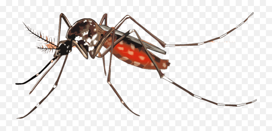 Yellow Fever Mosquito Dengue Mosquito - Vector Dengue Mosquito Png Emoji,Mosquito Emoji