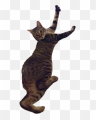 Gray Boy Kevin Cat Graycat - Yawns Emoji