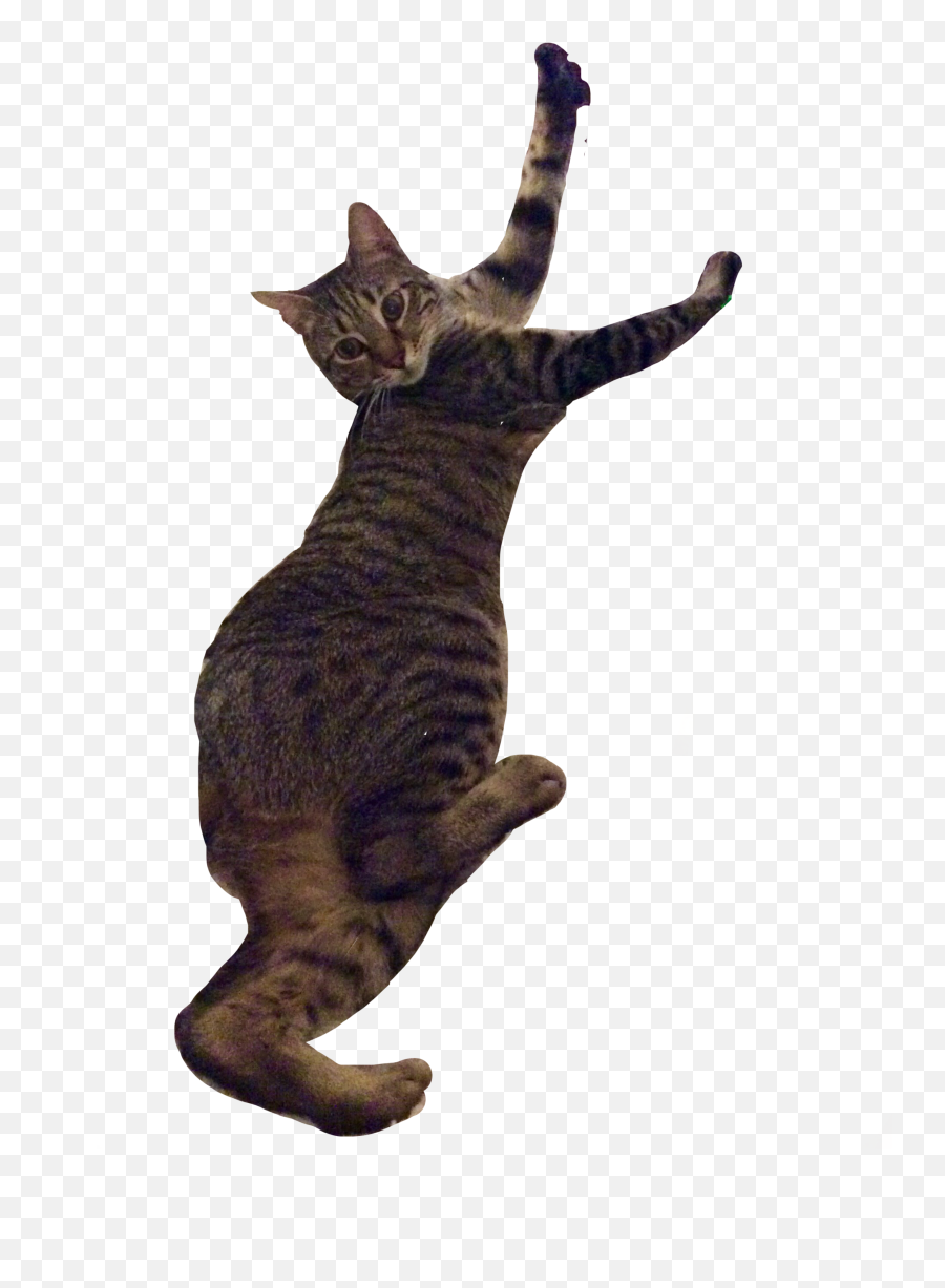 Gray Boy Kevin Cat Graycat Gray - Cat Yawns Emoji,Boy Cat Emoji