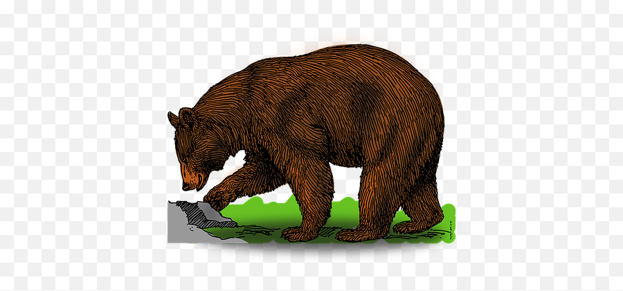 Brown Bear Bear Illustrations - Bear Clipart Emoji,Grizzly Bear Emoji
