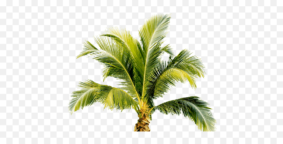 Palm Tree Png Image 2494 - Tropical Palm Tree Png Emoji,Palm Tree Emoji Png