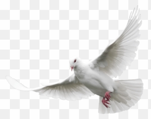 Dove Transparent Png - Transparent White Dove Png Emoji,Dove Emojis