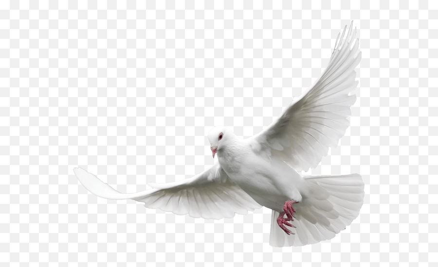 Dove Transparent Png - Transparent White Dove Png Emoji,Dove Emojis