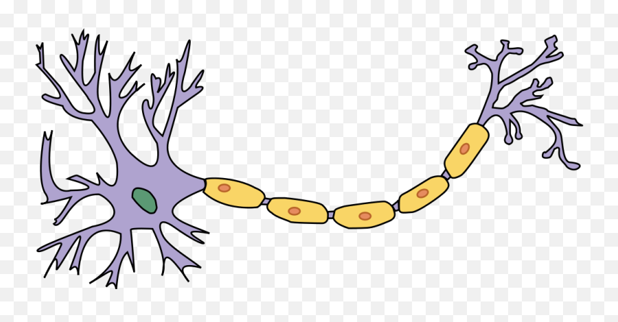 Neuron Schema With No Labels - Neuron Diagram No Labels Emoji,Antler Emoji