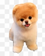 Puppy Jiffpom Freetoedit - Cute Dog Emoji,Jiffpom Emoji