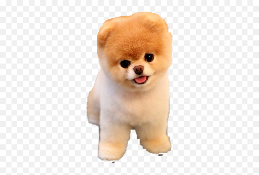 Puppy Jiffpom Freetoedit - Cute Dog Emoji,Jiffpom Emoji