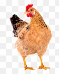 Chicken Image Transparent u0026 PNG Clipart Free Download - YWD Hen Png Emoji