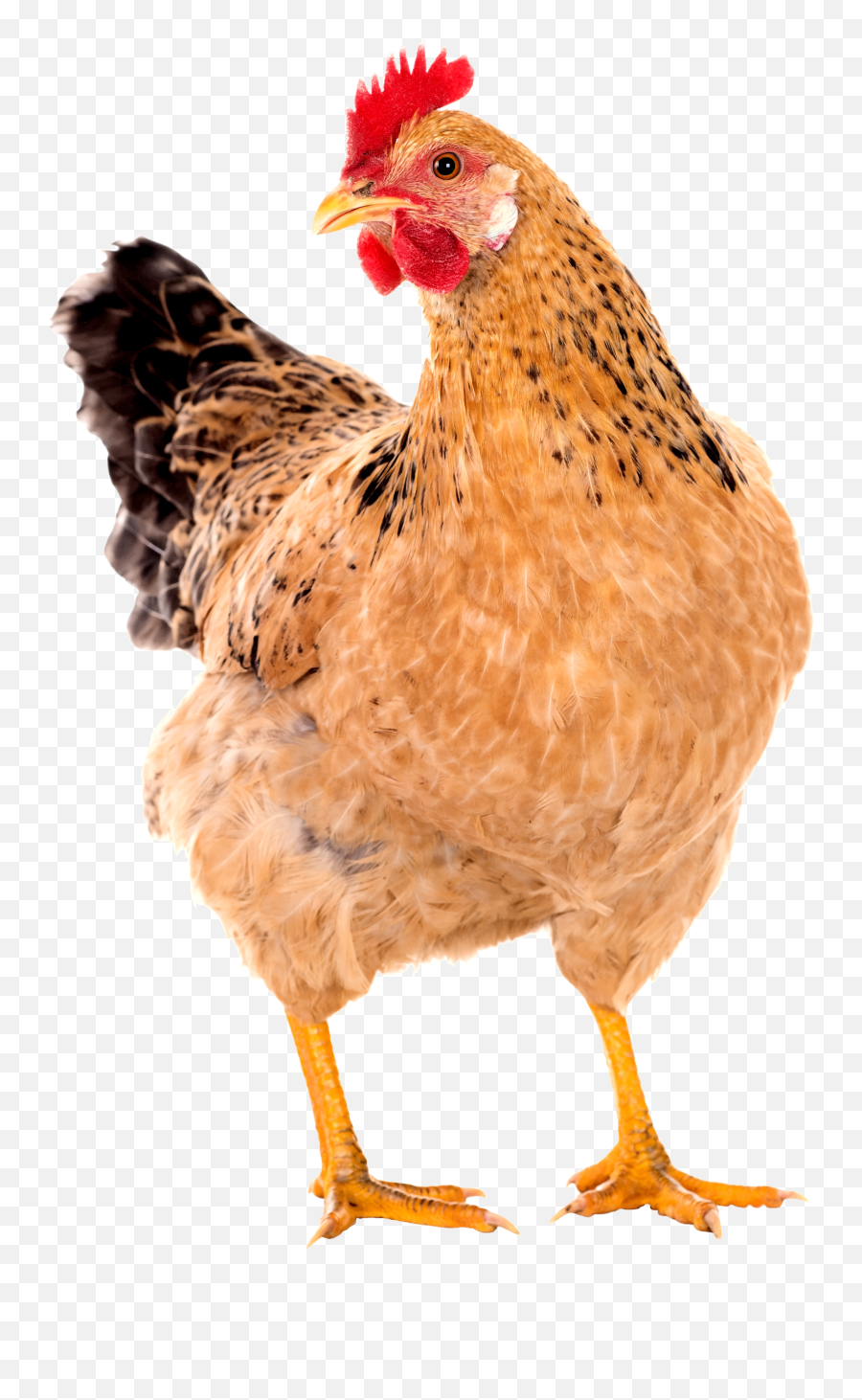 Chicken Image Transparent U0026 Png Clipart Free Download - Ywd Hen Png Emoji,Flag Chicken Emoji