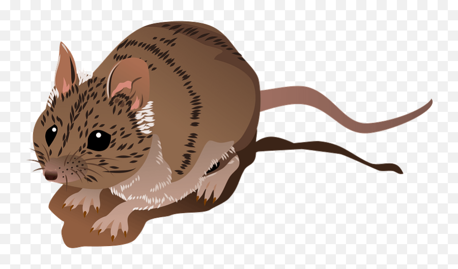 Julia Creek Dunnart Clipart Free Download Transparent Png - Brown Rat Emoji,Possum Emoji Julia Creek Dunnart Clipart Free Download Transparent Png - Brown Rat Emoji,Possum Emoji