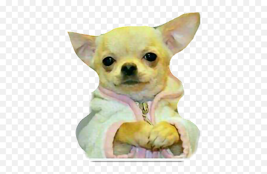 Puppy Dog Chihuahua Pijama Sticker - Chihuahua Con Pijama Sticker Emoji,Chihuahua Emoji