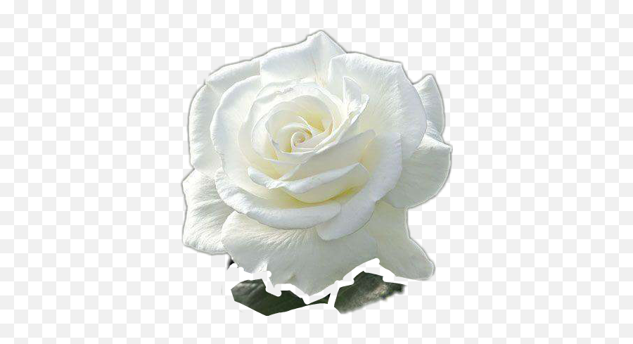 White Rose Sticker - Lovely Emoji,White Rose Emoji