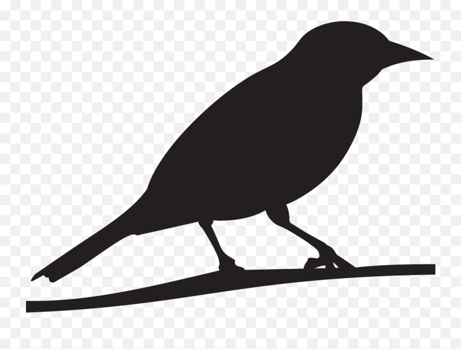 Baltimore Oriole Cornell Lab Of - Baltimore Oriole Silhouette Emoji,Bird Nest Emoji