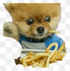 Jiffpom - Funny Jiffpom Emoji,Jiffpom Emoji