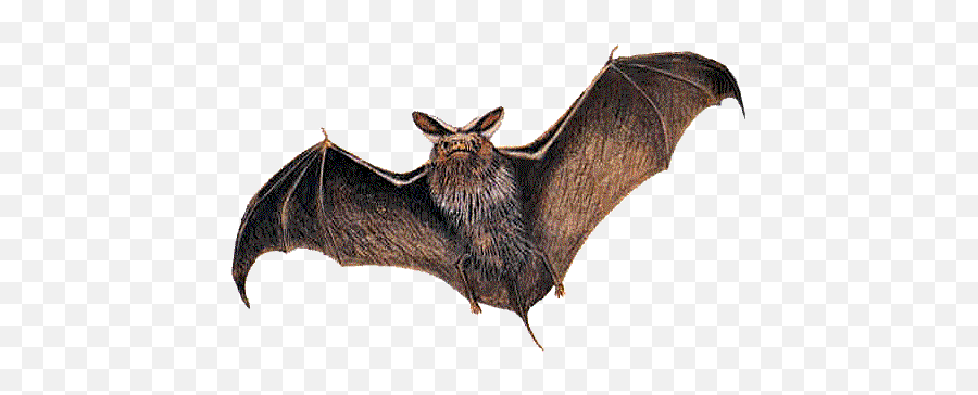 Ð Bat Emoji - Piedmont Region Of Georgia Animals,Emoji Bat