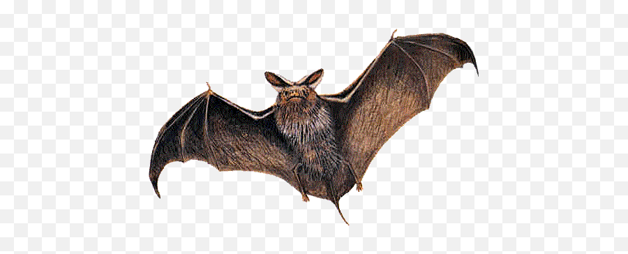 Ð Bat Emoji - Piedmont Region Of Georgia Animals,Emoji Bat - free ...