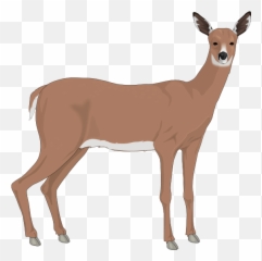 Deer Free To Use Clipart - Doe Clip Art Emoji,Buck Deer Emoji