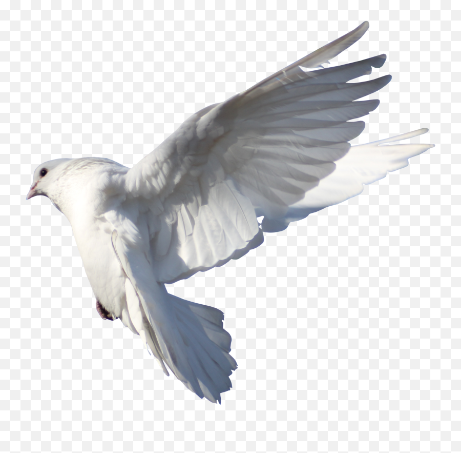 Rock Dove Columbidae Bird Flight - Pigeon Png Download Tauben Transparent Emoji,Dove Emoji Png