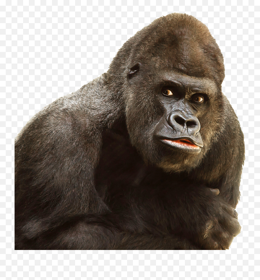 Gorilla Png Face Free Gorilla Face - Gorilla Png Emoji,Gorilla Emoji