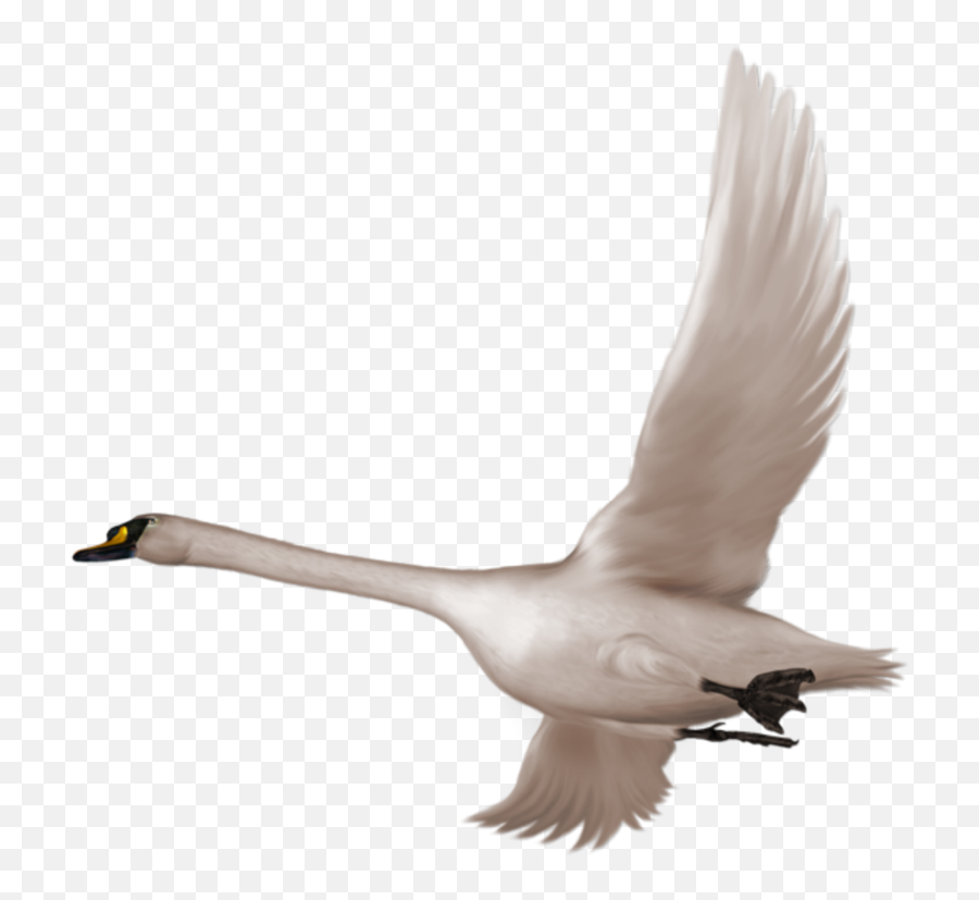 Mq Bird Goose Flying Heaven - Png Emoji,Goose Emoji
