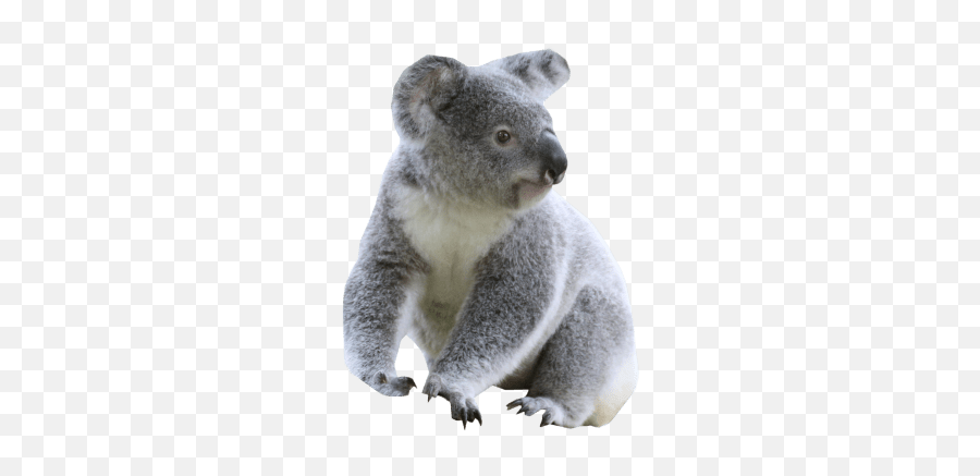 Koala Clipart Transparent Background - Koala Transparent Background Emoji,Koala Beer Emoji