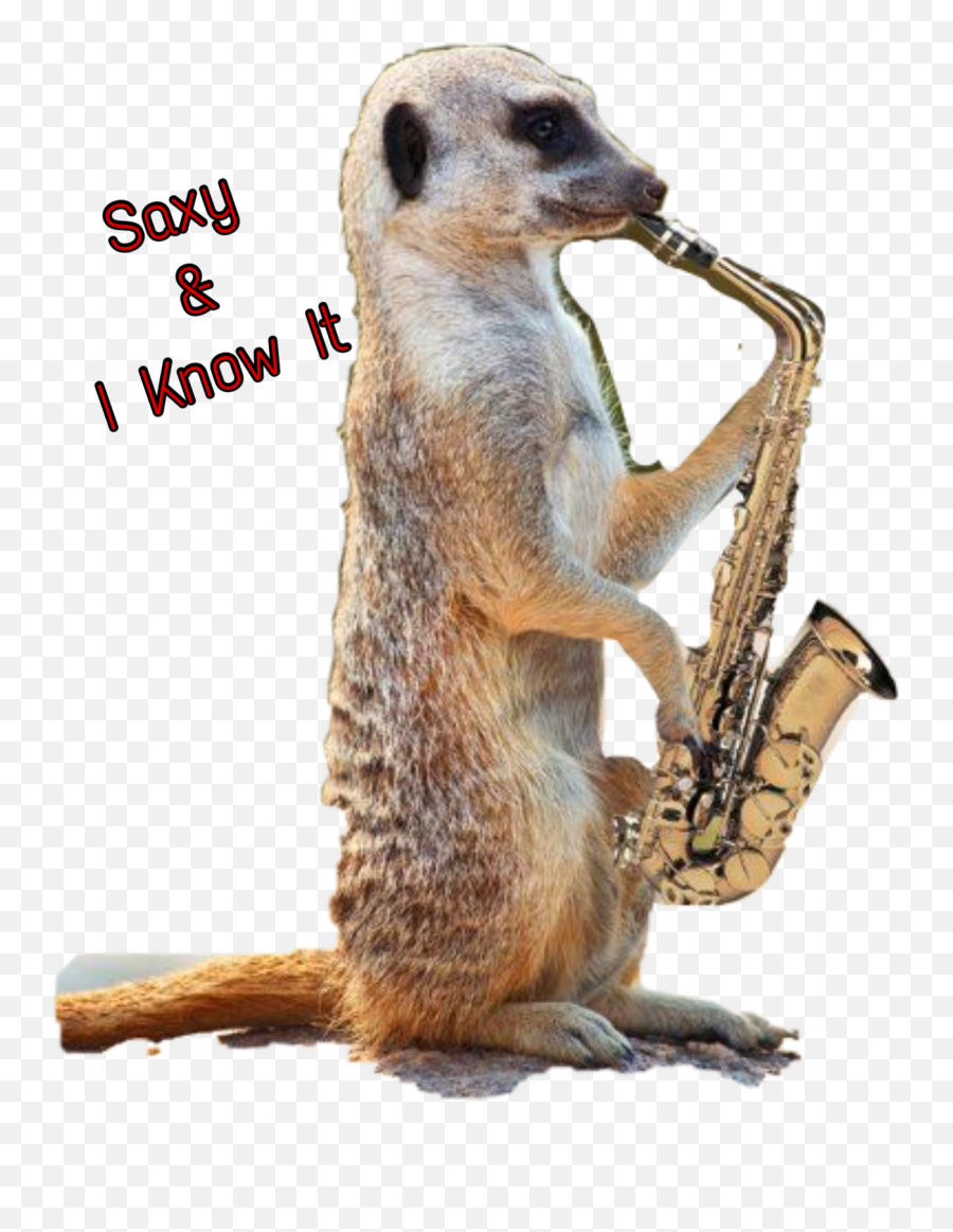 Saxophone Sticker Jazz Meerkat - Saxophone Funny Emoji,Meerkat Emoji