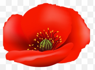 Poppy Clipart Blank - Transparent Background Poppy Flower Png Emoji,Poppy Emoji