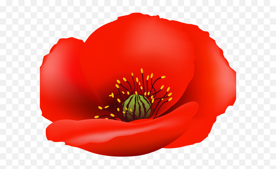 Poppy Clipart Blank - Transparent Background Poppy Flower Png Emoji,Poppy Emoji