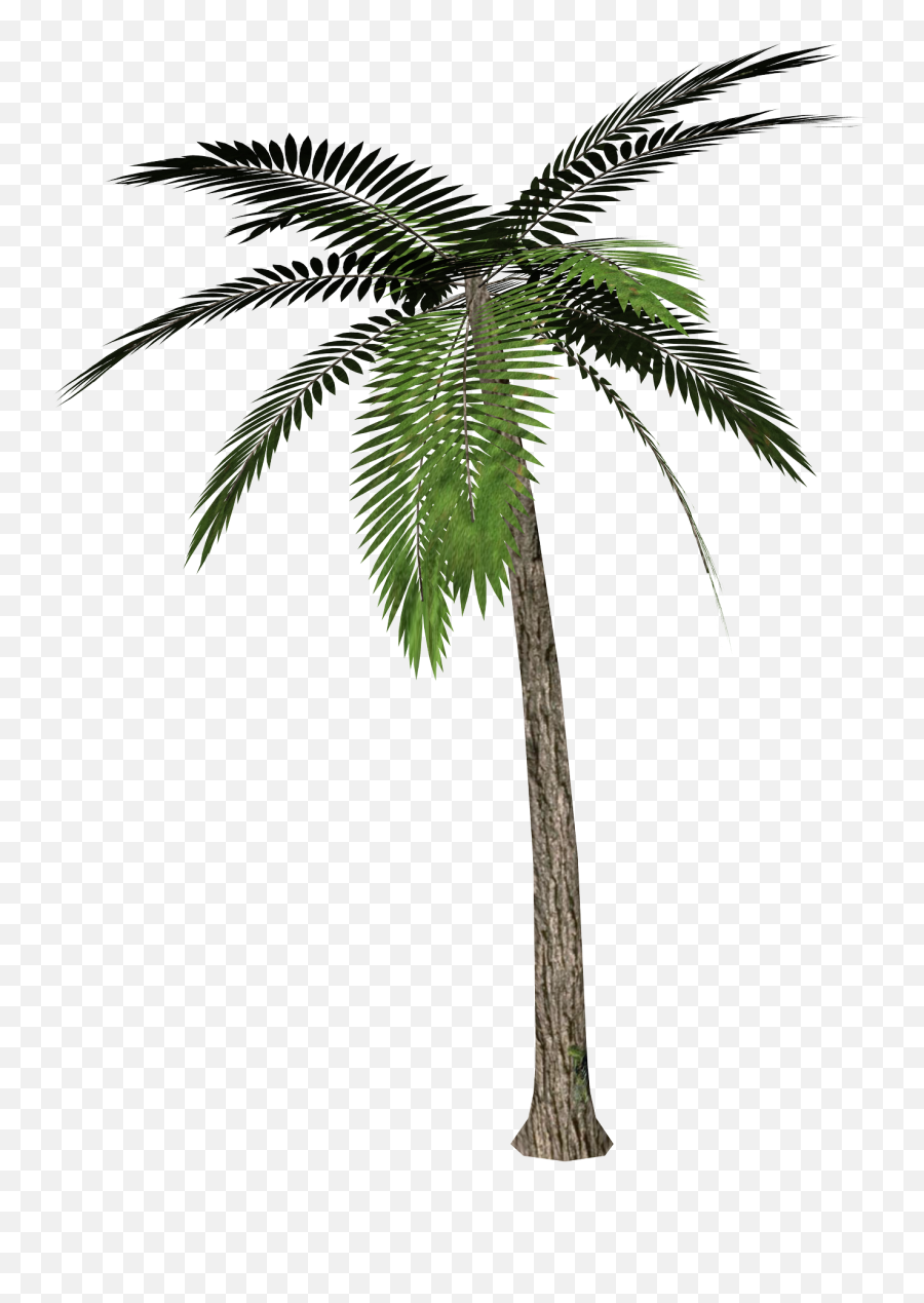 Palm Tree Transparent Background - Palm Tree Transparent Background Emoji,Palm Tree Emoji Transparent