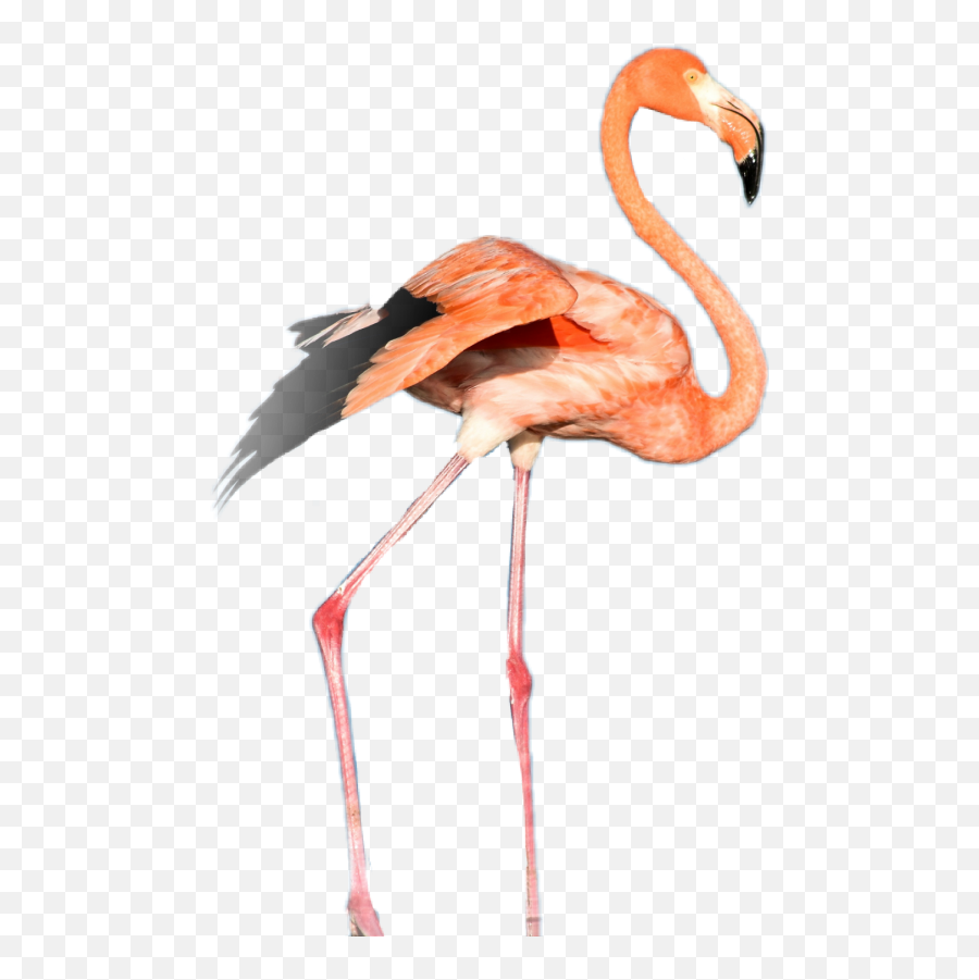 Flamingo Bird Pinkflamingo - Greater Flamingo Emoji,Flamingo Emoji