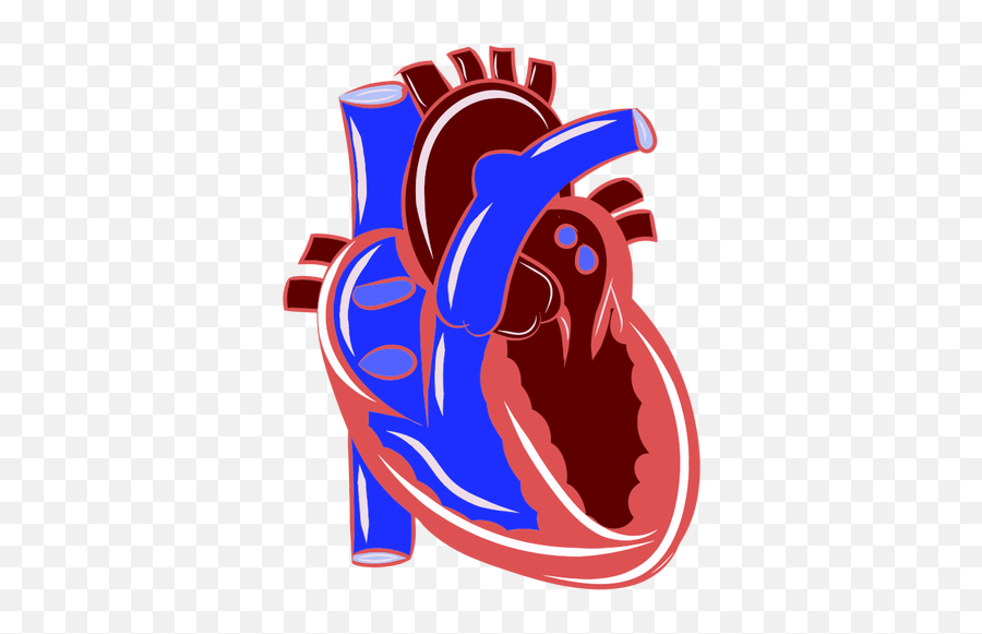 Realistic Heart Illustration Cardiovascular Clipart Emoji Free