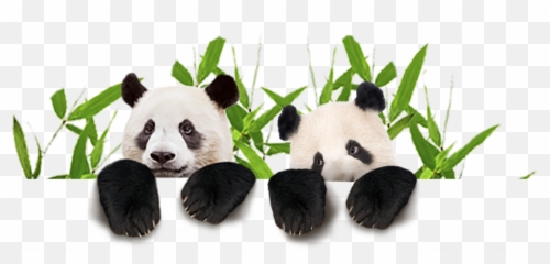 Transparent Panda - Emoji