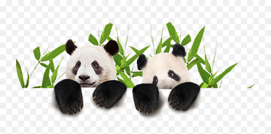 Transparent Panda - Panda Emoji,Sad Panda Emoji