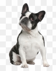Transparent Background French Bulldog - Transparent Background French Bulldog Png Emoji,French Bulldog Emoji
