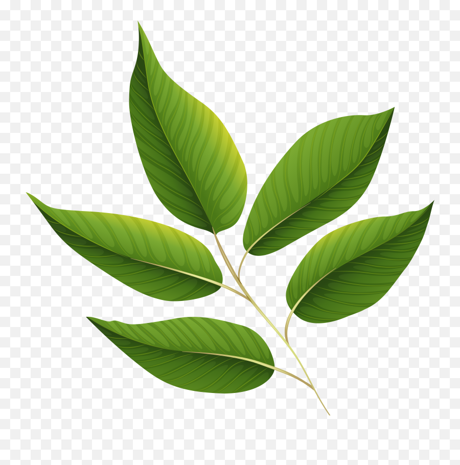 Plant Clipart Herb Plant Herb - Transparent Transparent Background Leaf Clipart Emoji,Herb Emoji