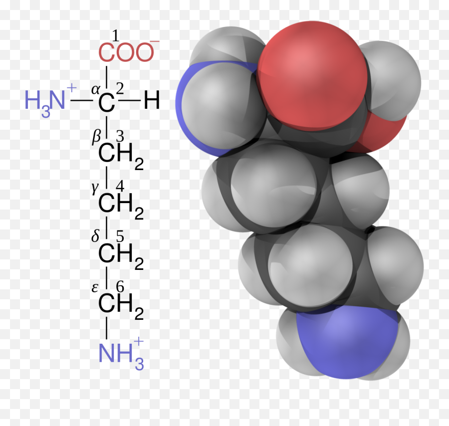 Lysine Fisher Structure And 3d Ball - Amino Acid Alpha Beta Gamma Carbon Emoji,Ball And Chain Emoji