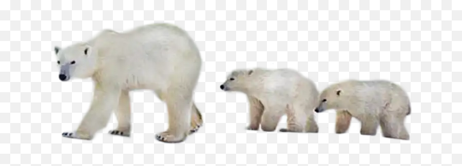 Ftestickers Polar Bear Bears Cute Sticker By Aras Emoji,Polar Bear Emoji