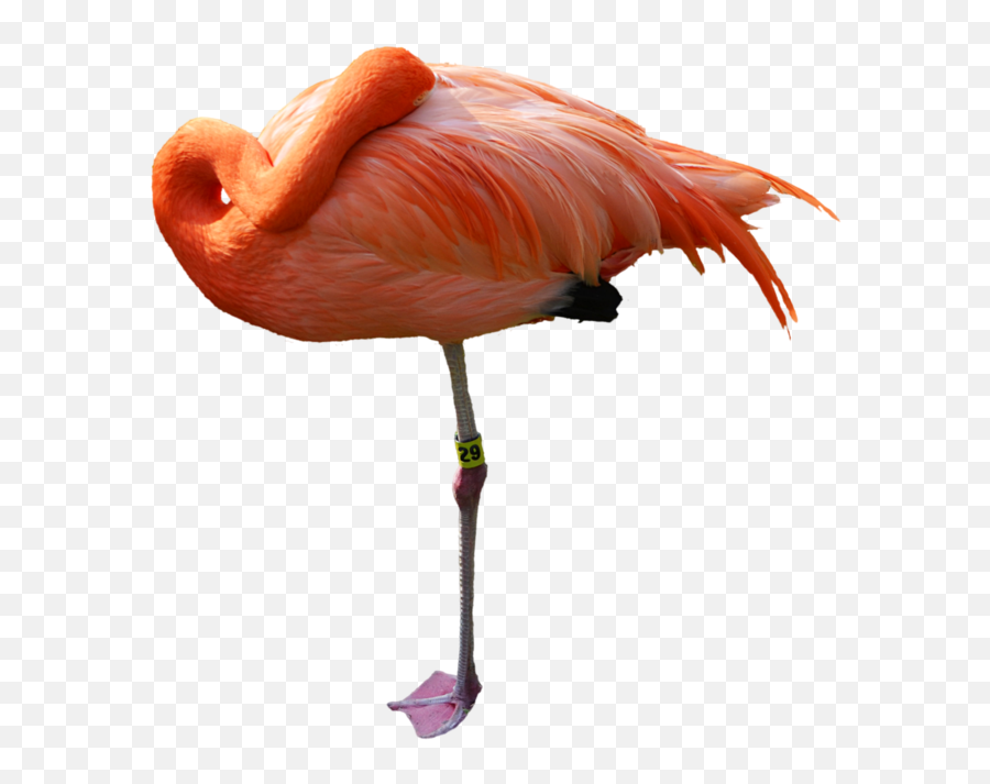 Flamingo Transparent Png Clipart Cute Flamingo Pink - Flamingo Sleeping Png Emoji,Flamingo Emoji