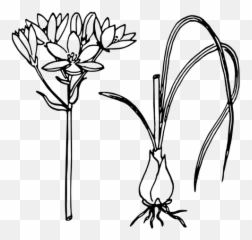 Par De Estrela Belém Com Ou Sem Desenho Vetorial - Onion Plant Clipart Black And White Emoji