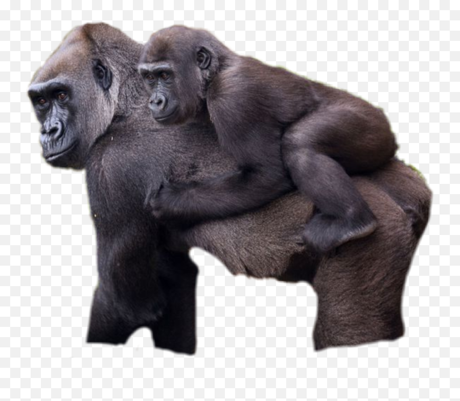 Ape Gorilla Mother Baby Mom Child - Animal Emoji,Gorilla Emoji
