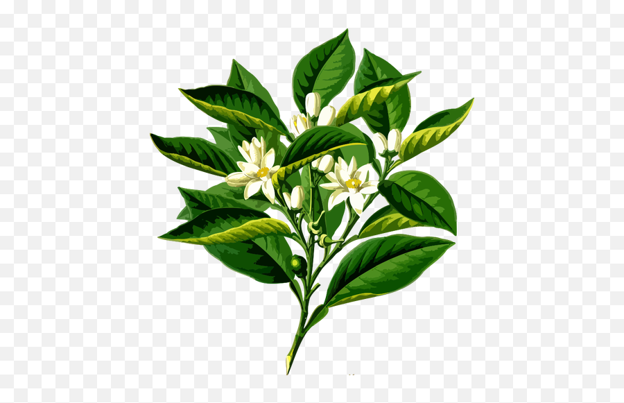 Pomaracza Gorzka - Orange Blossom Scientific Illustration Emoji,Bitter Emoji