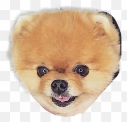 Dog Perro Jiffpom Hermoso Freetoedit - Pomeranian Emoji,Jiffpom Emoji