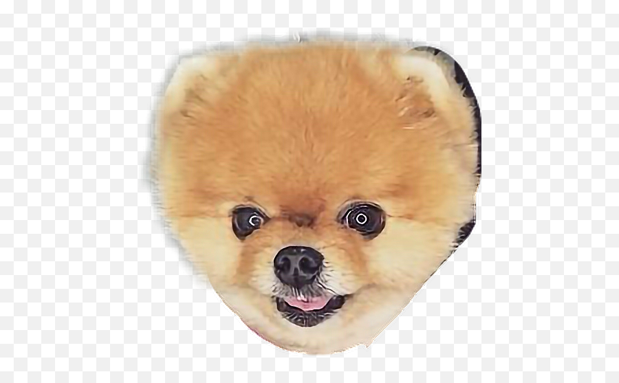 Dog Perro Jiffpom Hermoso Freetoedit - Pomeranian Emoji,Jiffpom Emoji
