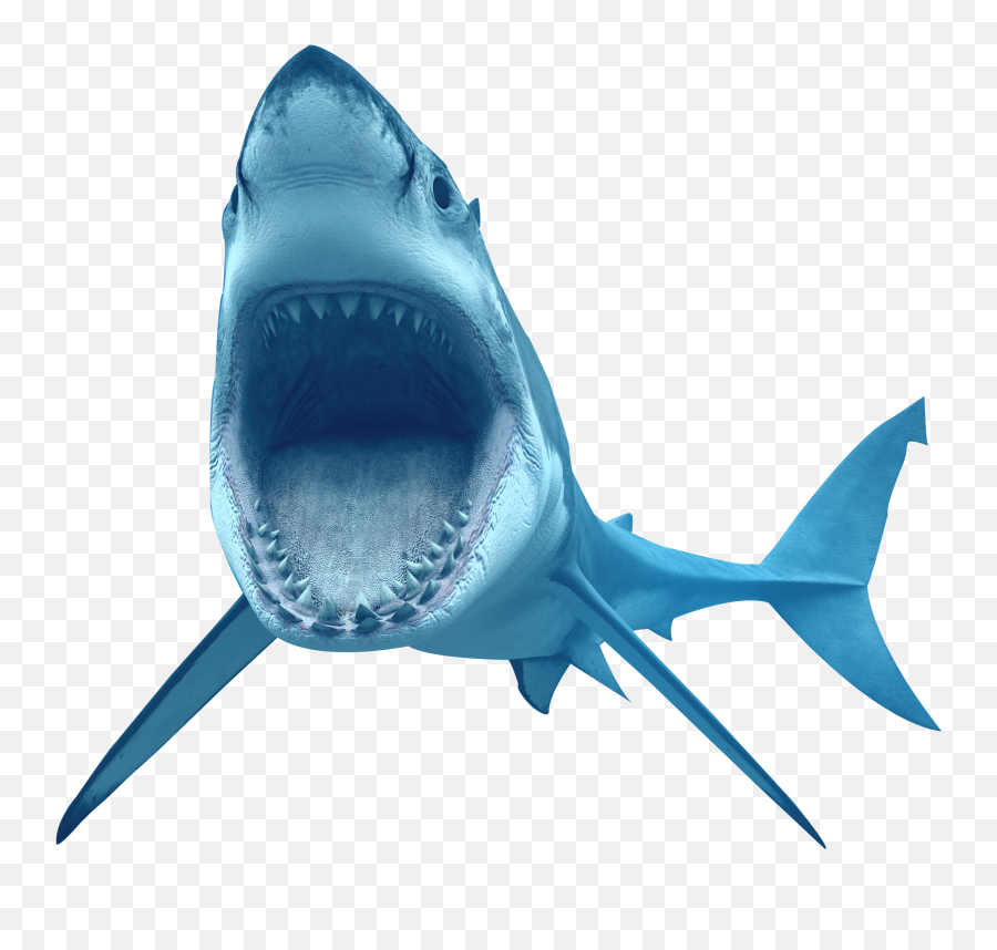 Great White Shark Crocodile Tiger Shark - Animal Shark Shark Transparent Background Emoji,Shark Emoji