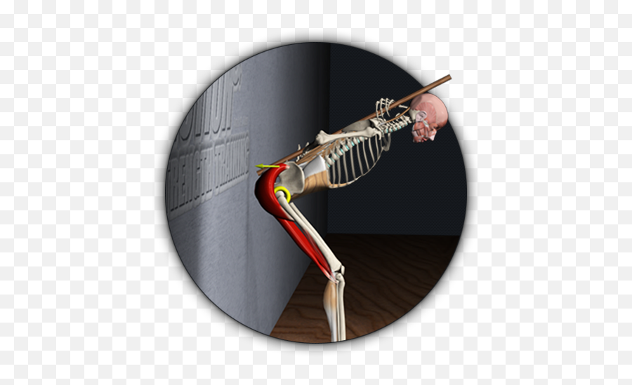 Get An Inside View Of The Anatomy U0026 Biomechanics Of Movement - Rib Emoji,Muscle Emoticon
