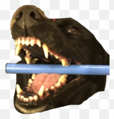 Doggomemes Freetoedit - Companion Dog Emoji,Cranberry Emoji