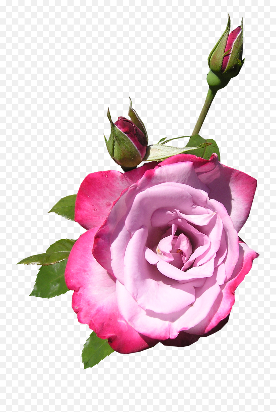 Rose Flower Buds Plant Free Pictures - Floribunda Emoji,Rose Gold Emoji