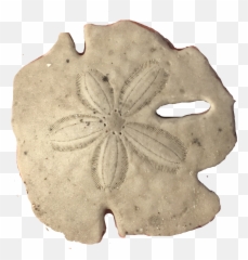 Sanddollar Freetoedit - Sand Dollar Emoji,Sand Dollar Emoji