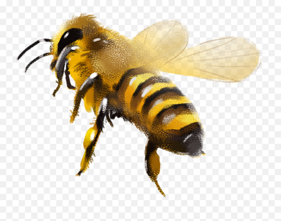 Honey Bee Stickers - Bee Painting Png Emoji,Honey Bee Emoji