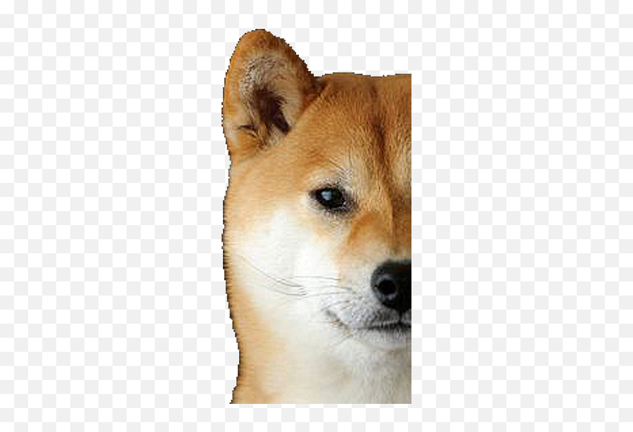 Shiba Dogs Head - Transparent Shiba Stickers Emoji,Shiba Inu Emoji