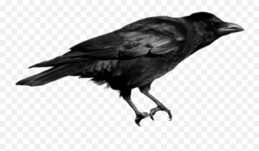 Crow Bird - Crow Pic Png File Emoji,Crow Emoji